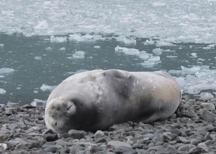 Foca de Weddel